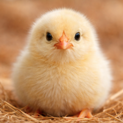 Aves
