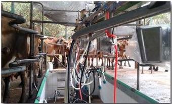 AVALIAÇÃO DO ANABOLIC EM GADO DE LEITE: ESTUDO A CAMPO